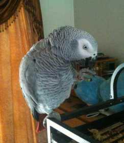 Stolen African Grey