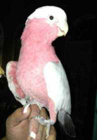 Stolen Cockatoo