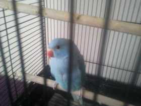 Stolen Indian Ringneck Parakeet