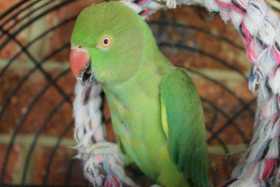 Stolen Indian Ringneck Parakeet