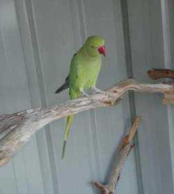 Stolen Indian Ringneck Parakeet