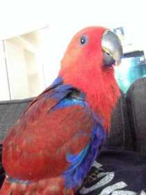 Stolen Eclectus