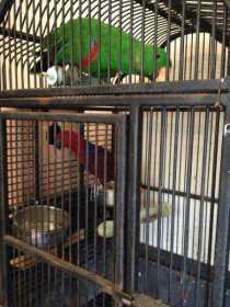 Stolen Eclectus