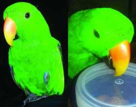 Stolen Eclectus