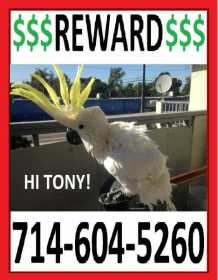 Stolen Cockatoo