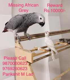 Stolen African Grey