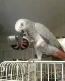 Stolen African Grey