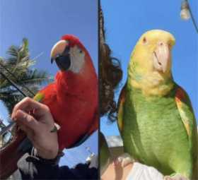 Stolen Macaw