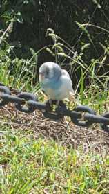 Sighting Parakeet