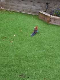 Sighting Rosella