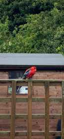 Sighting Rosella