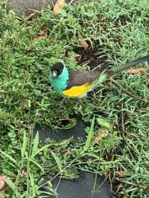 Sighting Hooded Parrot