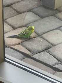 Sighting Budgerigar