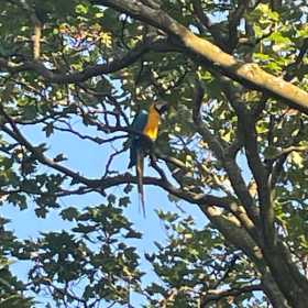 Sighting Macaw