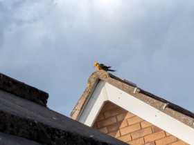 Sighting Conure