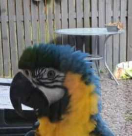 Sighting Macaw