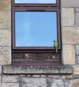 Sighting Indian Ringneck Parakeet