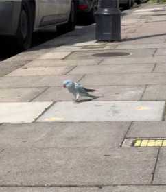 Sighting Indian Ringneck Parakeet