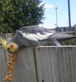 Sighting Cockatiel