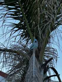 Sighting Indian Ringneck Parakeet