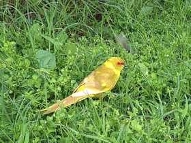 Sighting Kakariki