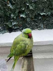 Sighting Indian Ringneck Parakeet