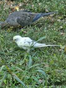 Sighting Parakeet