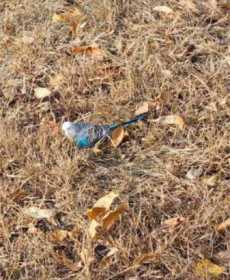 Sighting Budgerigar