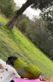 Sighting Nanday / Black-Hooded Parakeet