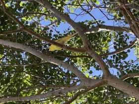 Sighting Budgerigar