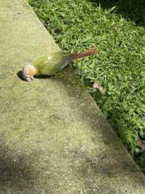 Sighting Conure