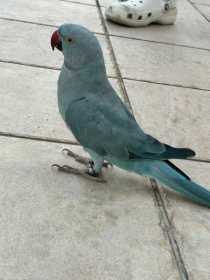 Sighting Indian Ringneck Parakeet