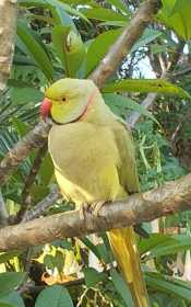 Sighting Indian Ringneck Parakeet