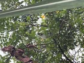 Sighting Cockatoo