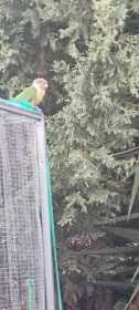 Sighting Conure