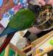 Conure