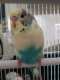 Parakeet