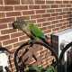 Conure