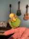 Budgerigar