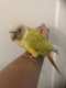 Conure