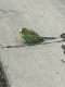 Parakeet