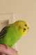 Budgerigar