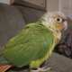 Conure