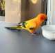 Conure