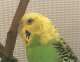 Parakeet