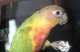 Conure