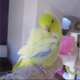 Parrotlet