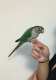 Conure