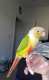 Conure