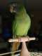 Conure